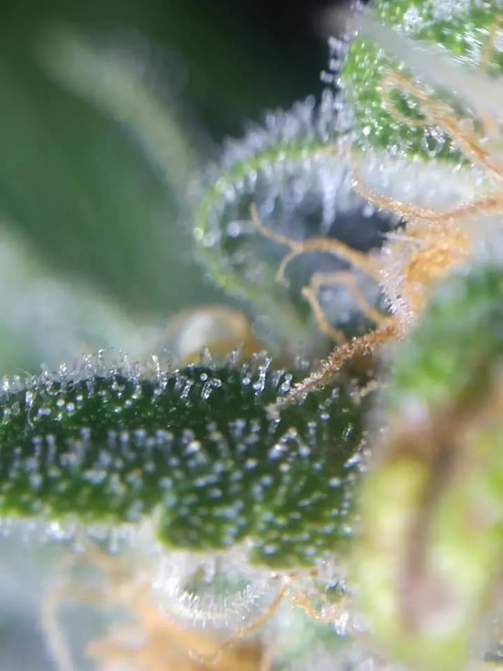 grow_20200620_224.jpg