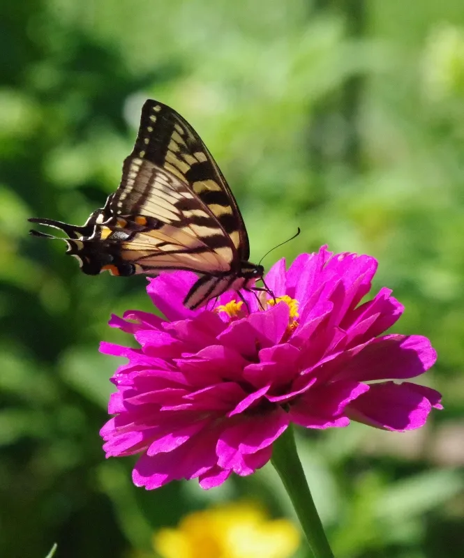 butterflies-nature-7.jpg
