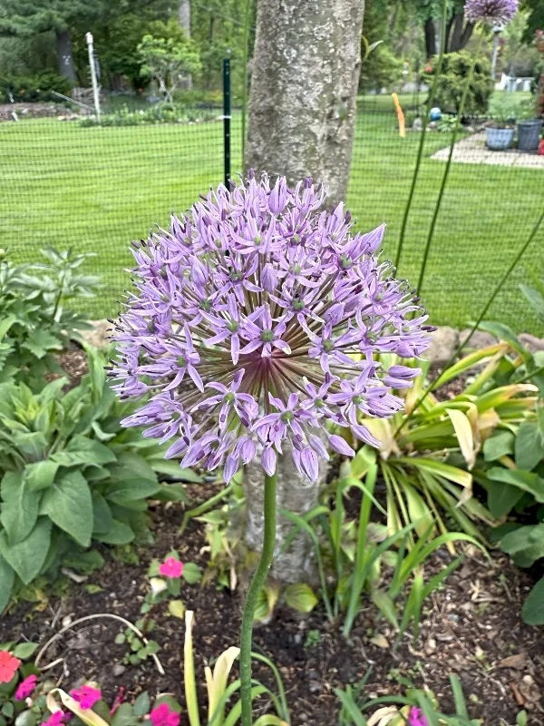 hivegarden-flowers-6.jpg