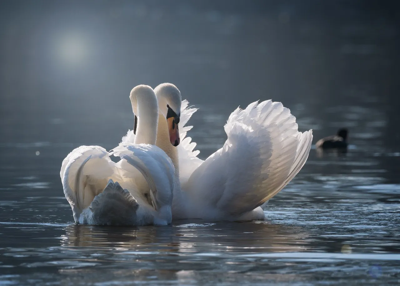swan-g8b982995b_1920.jpg