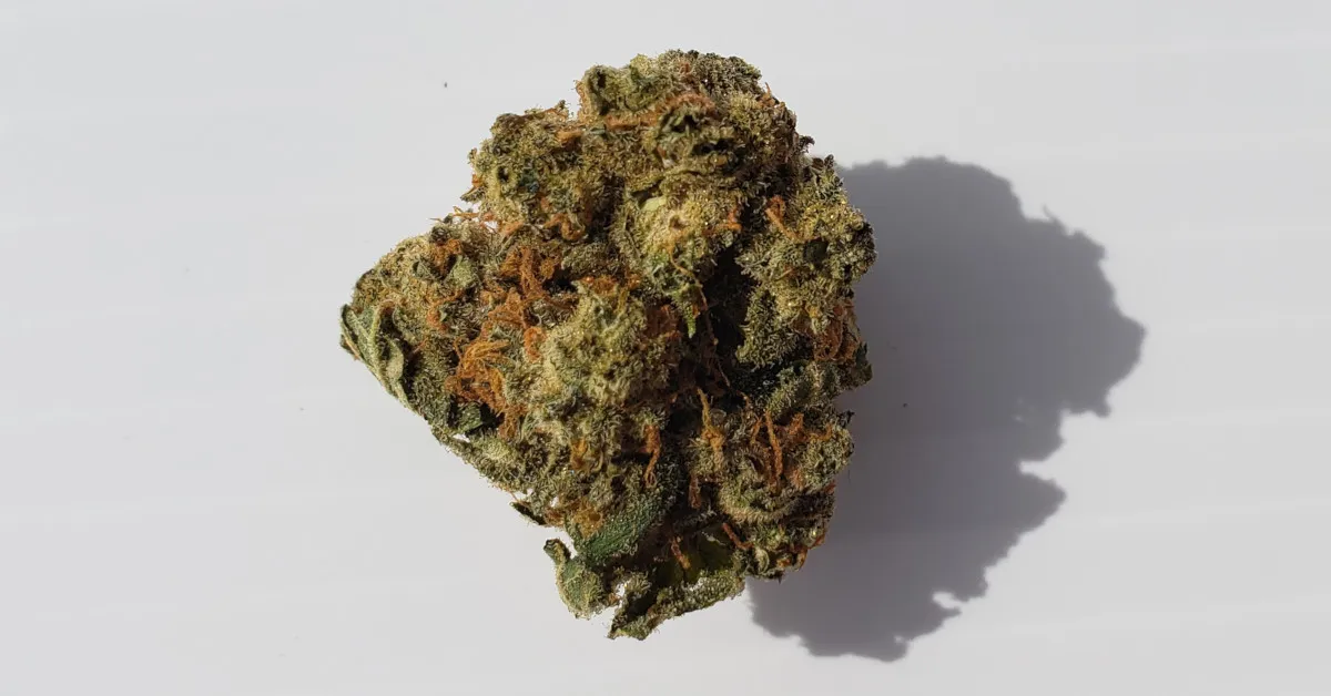 grapefruitgg4_bbob_3.jpg