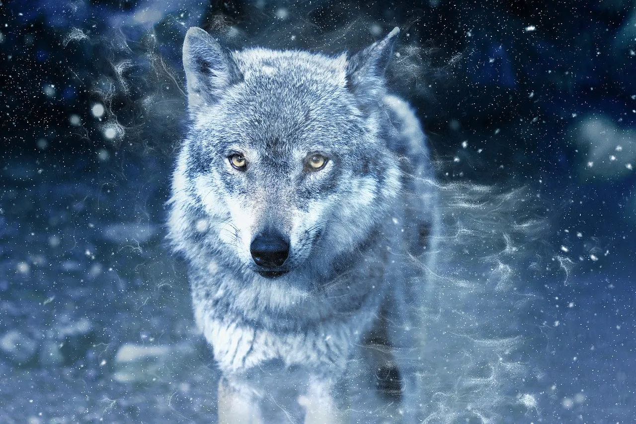 wolfgd1de9f3f0_1280.jpg