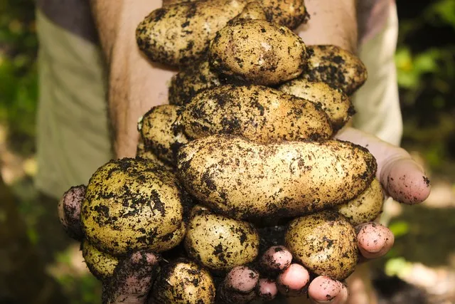 potatoes-1866415_640.jpg