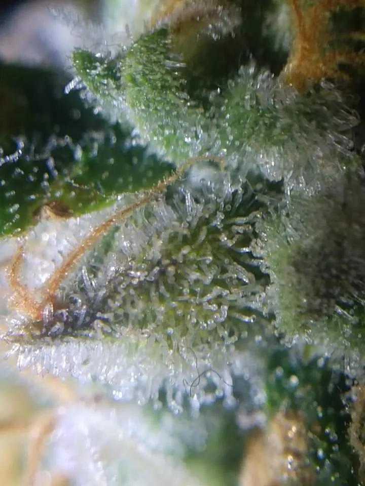 grow_20200620.jpg