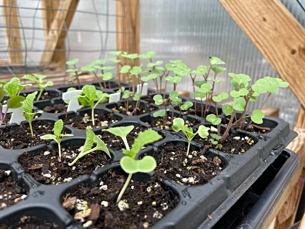 hive-garden-lcabbage.jpg