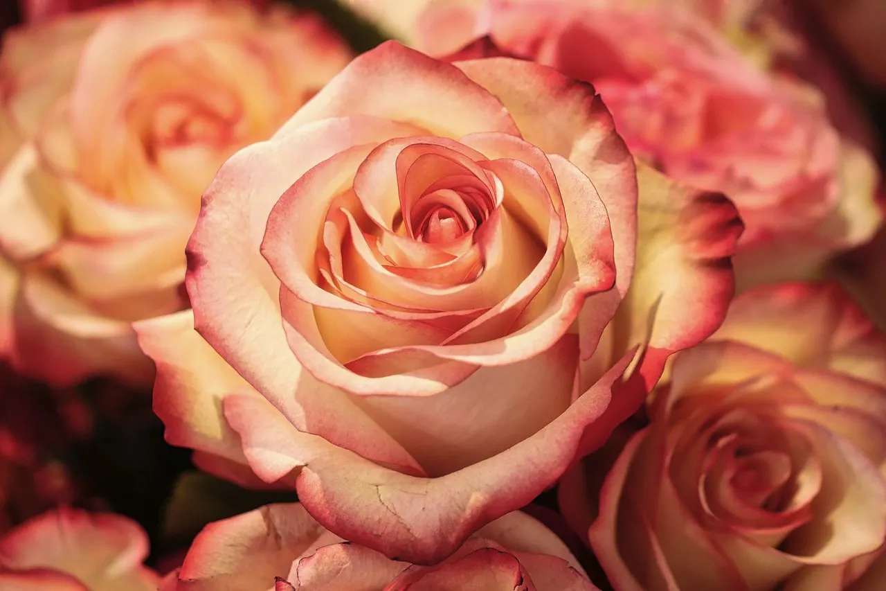 rose-3189198_1920.jpg