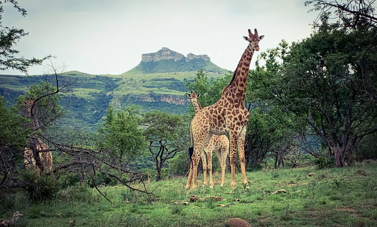 The herd of giraffe we encountered on our morning walk.