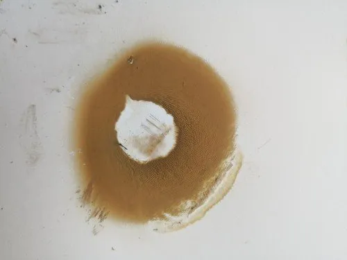 Spore print is yellow/brown.