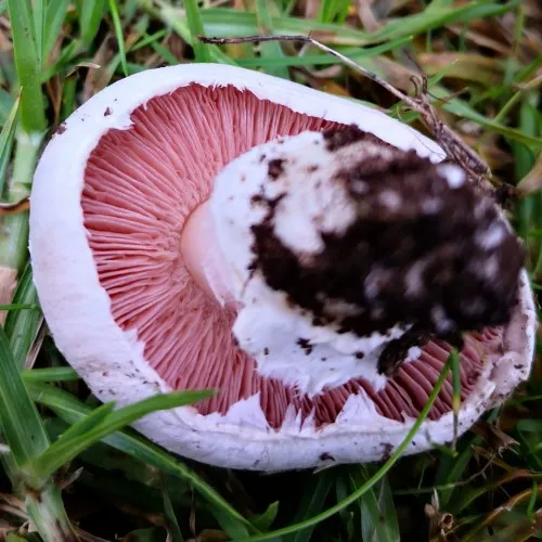 Young gills are pink.