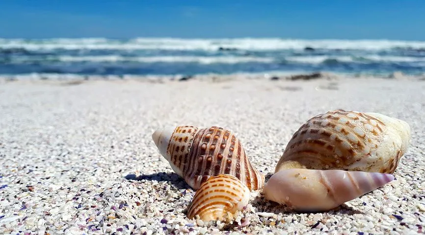 shells-2821367__480.jpg