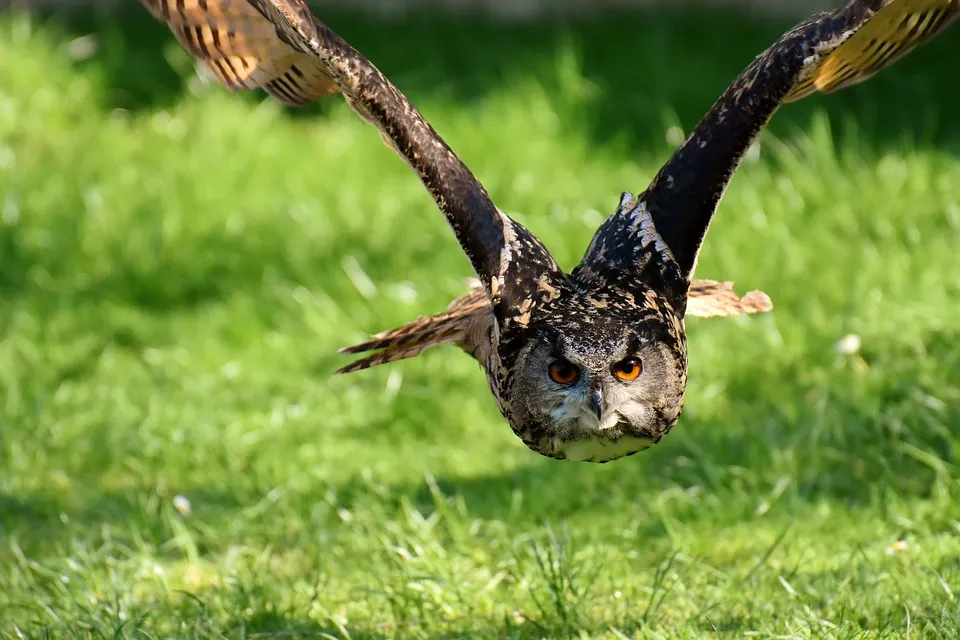 owl-3340957_960_720.jpg