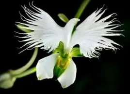 Dove-Orchid-300x206.jpg