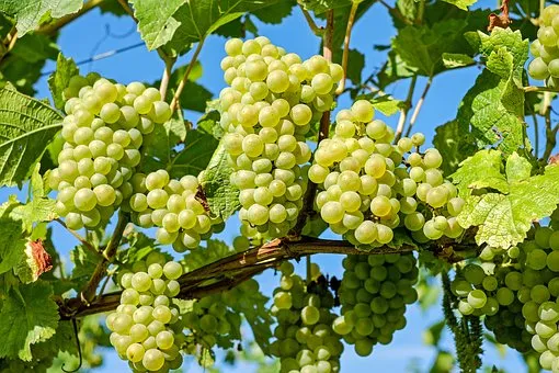 grapes-2656259__340.jpg