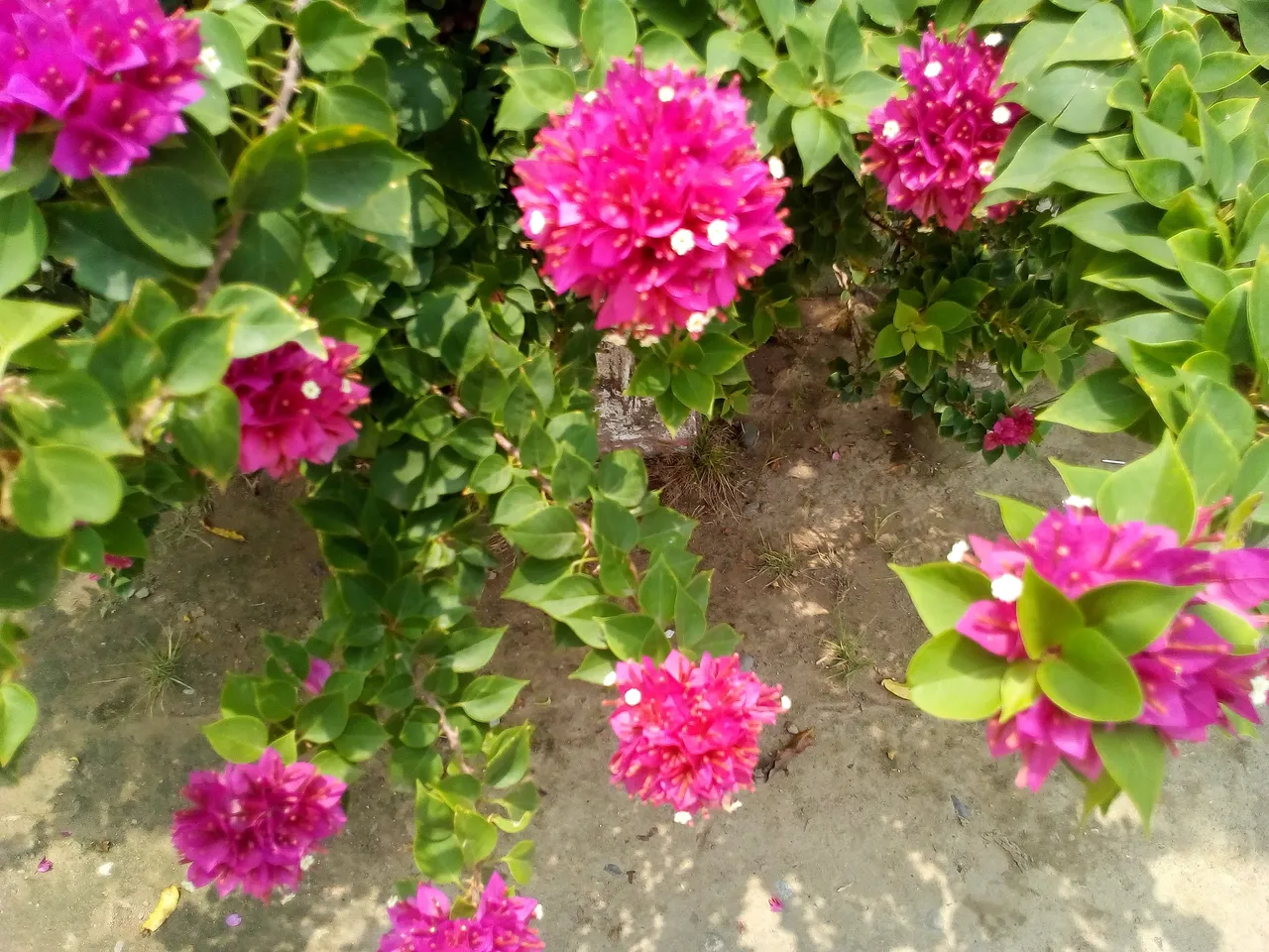 IMG_20180405_125659.jpg