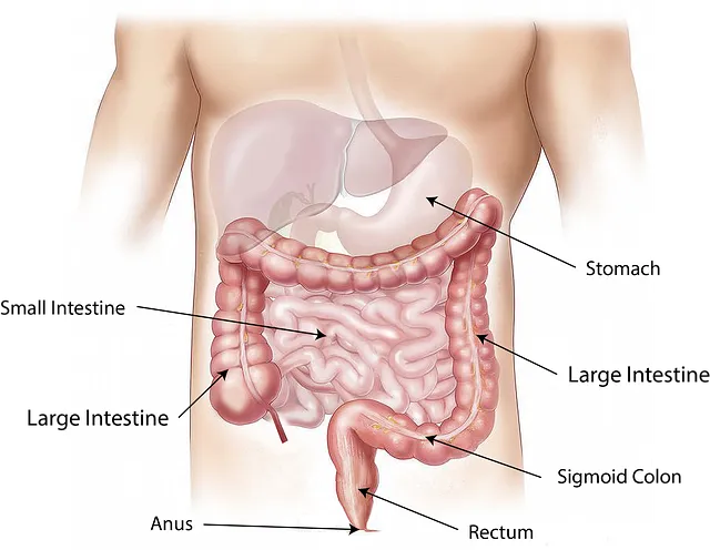 abdomen-1698565_640.png