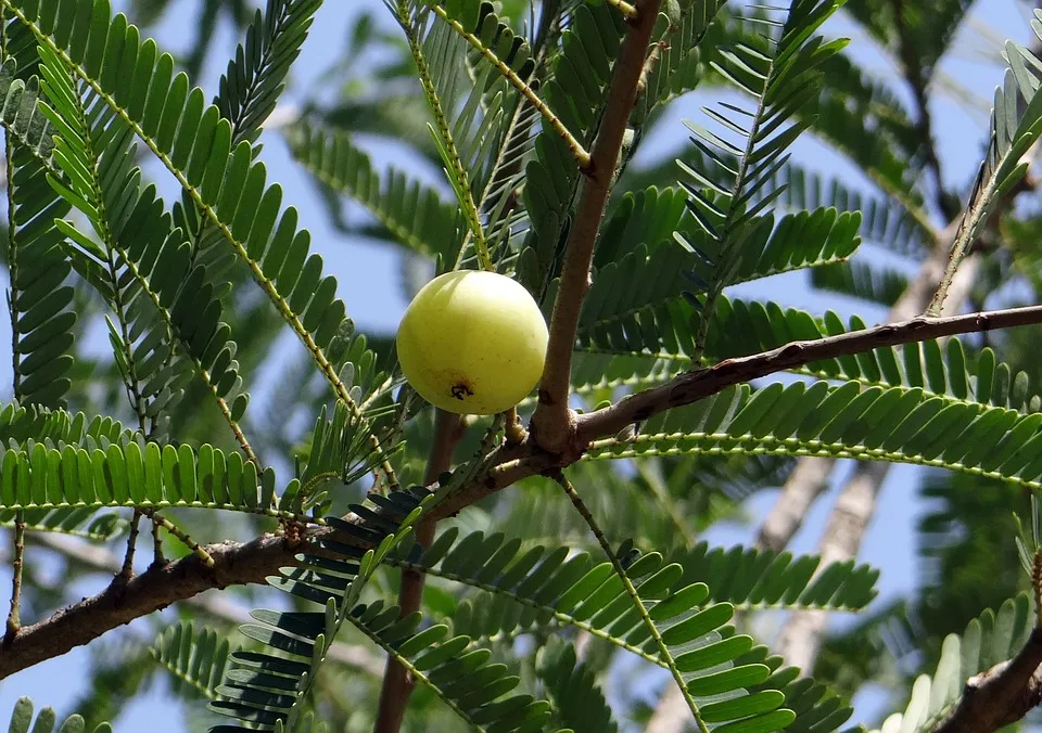 indian gooseberry.jpg