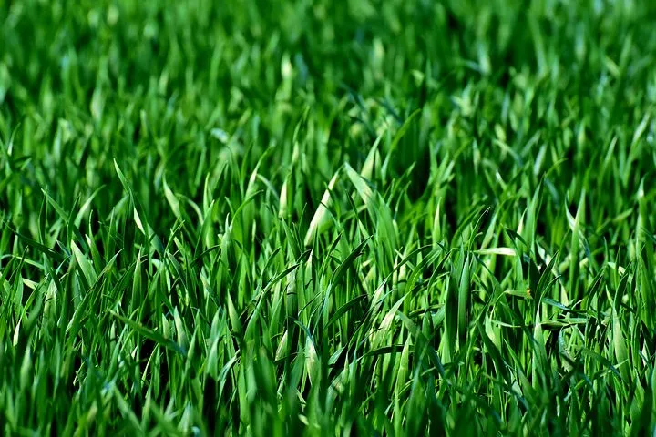 meadow-3375052__480.jpg