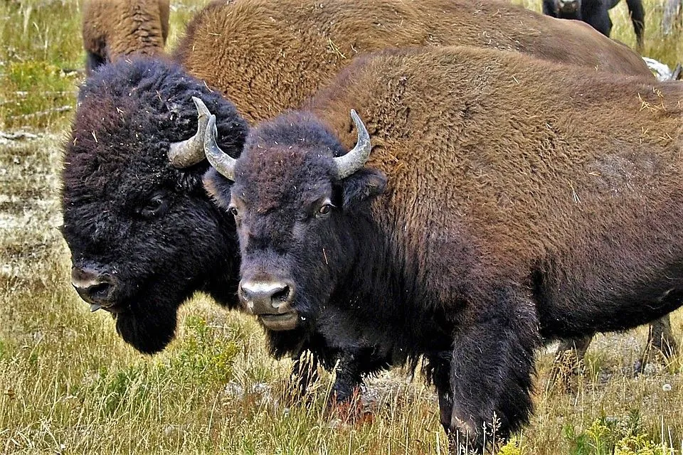 bison-56610_960_720.jpg