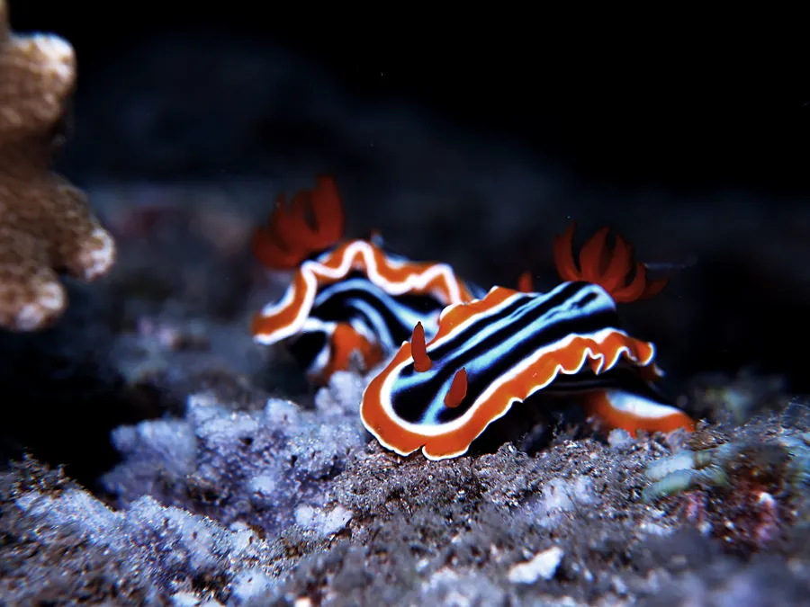 Chromodoris-annae-1.jpg