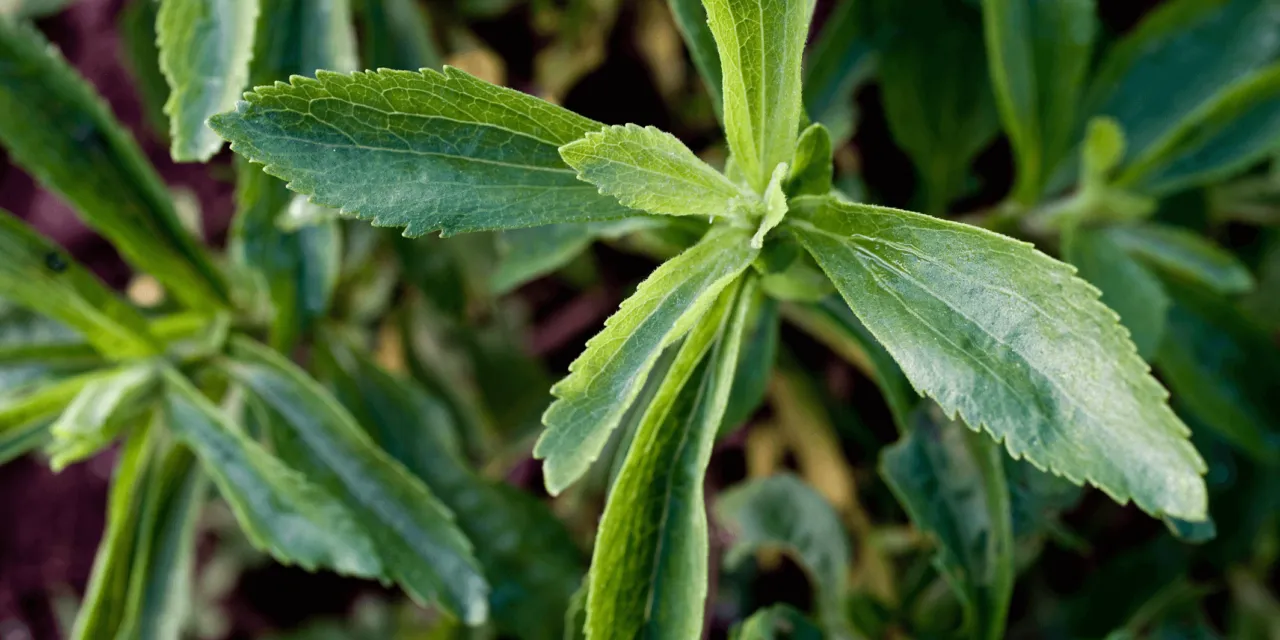 stevia-056-1280x640.png