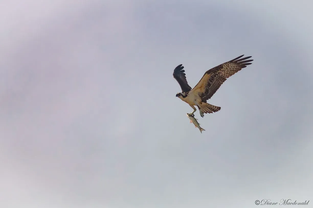 osprey and fish.jpg