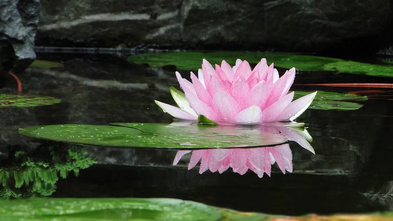 flower-2514519_1280.jpg