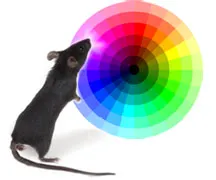 mouse-color-wheel-3.jpg