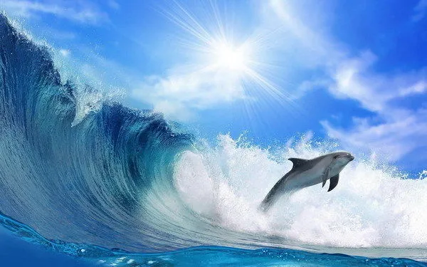 dolphin on wave.jpg