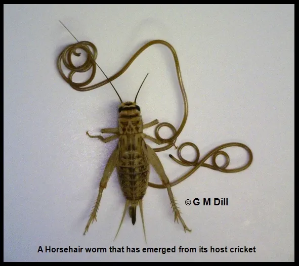 Horsehair-Worm-gmd2.jpg