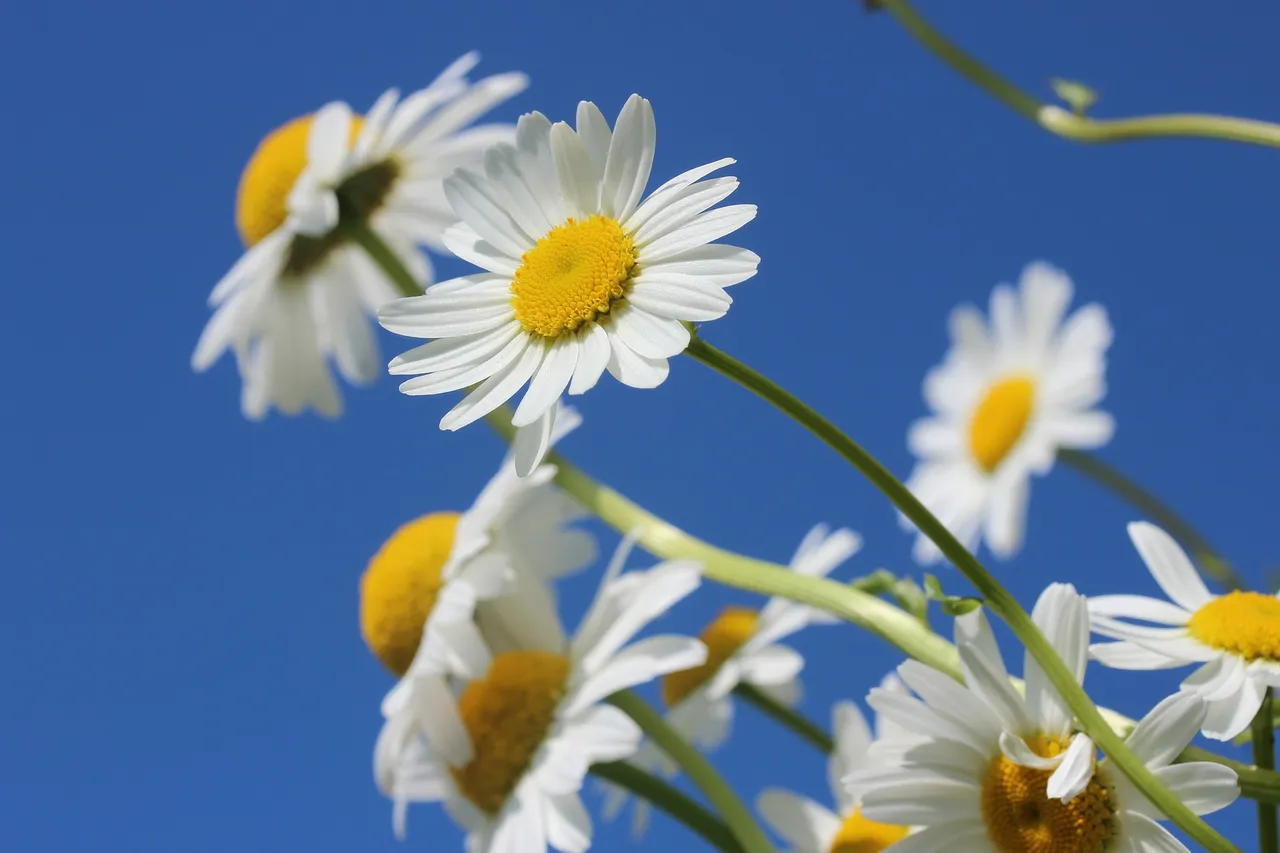 daisies-388946_1920.jpg