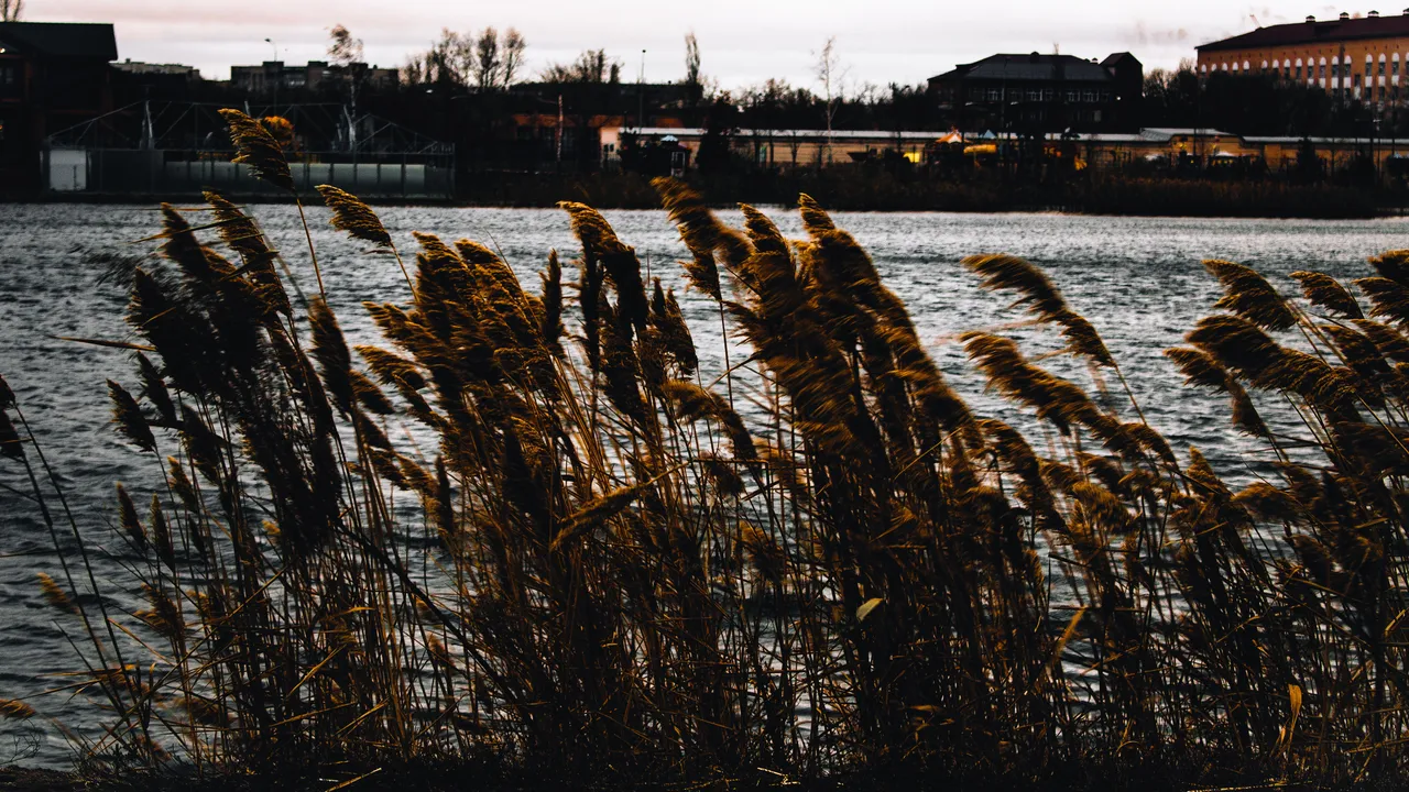 pexels-photo-746467.jpg