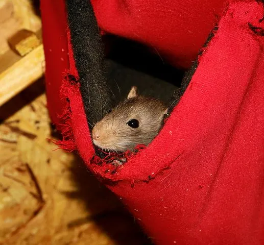 rodent-3299732__480.jpg