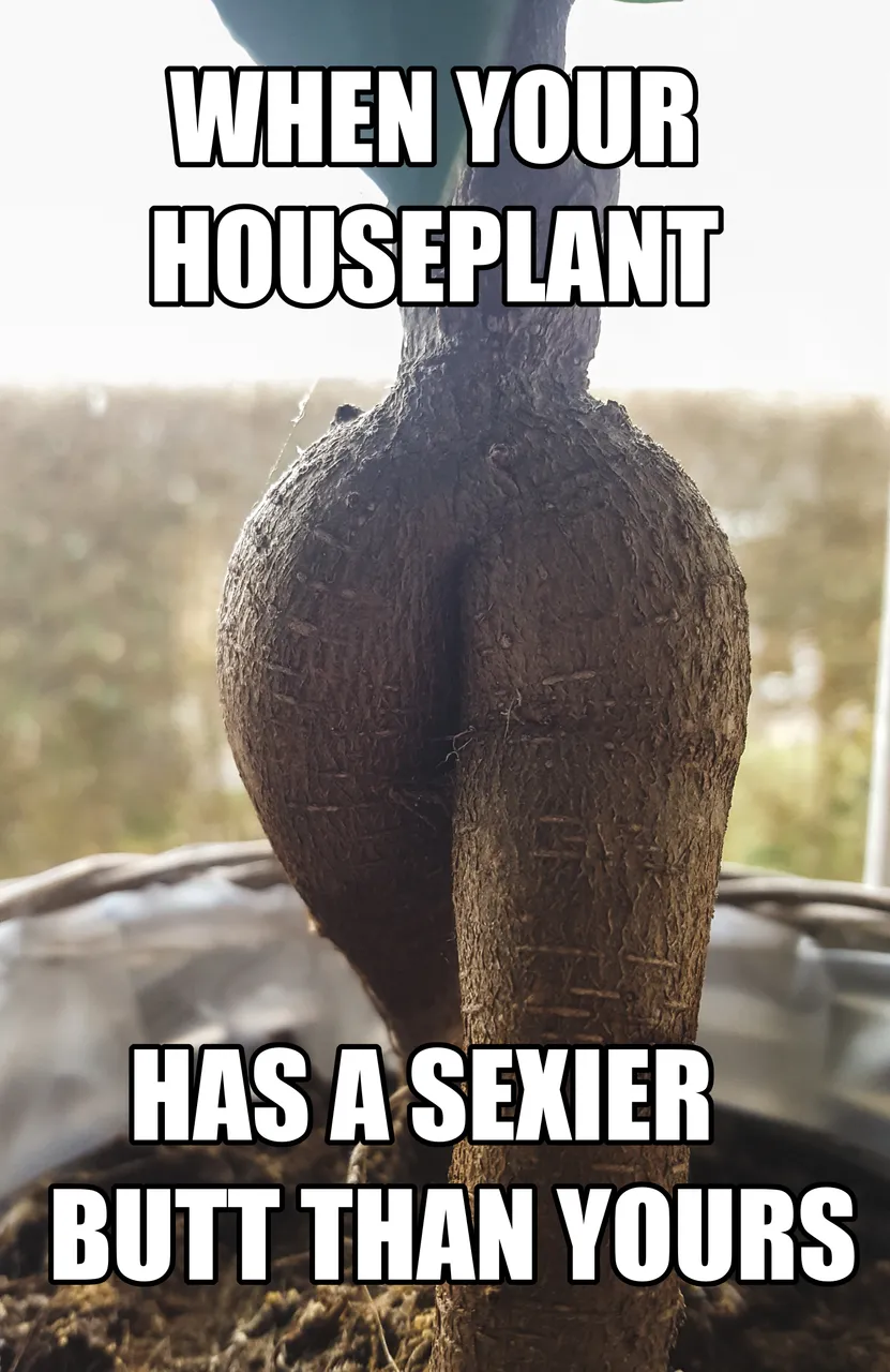 sexy plant rear.jpg