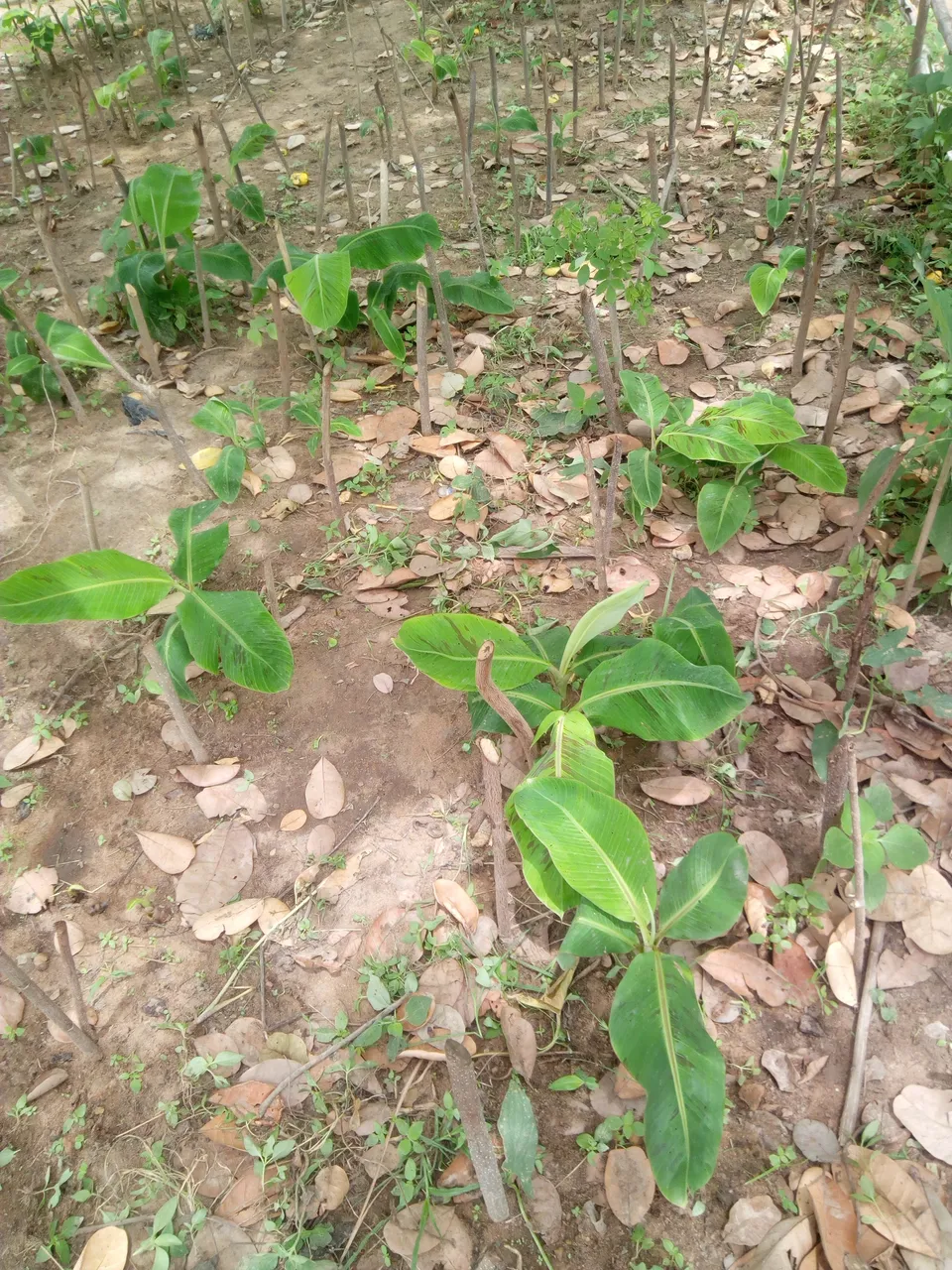 IMG_20180508_123449.jpg