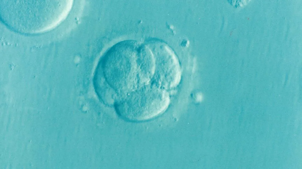 embryo-1514192_1920.png