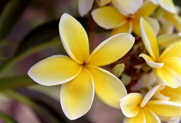 plumeriaflowers1vw8.jpg