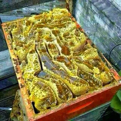 1عسل.jpg