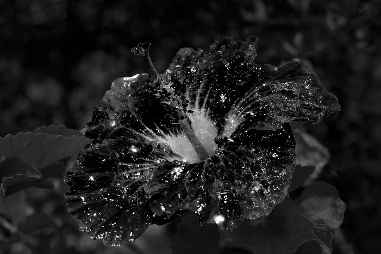 plastic-flowerB&W.jpg