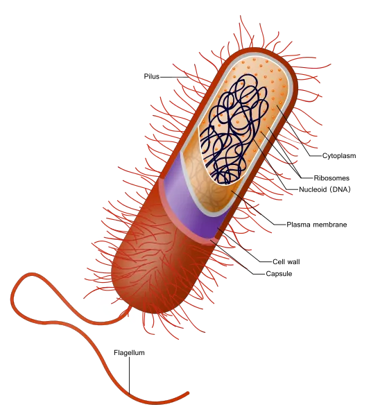 Prokaryote_cell.svg.png