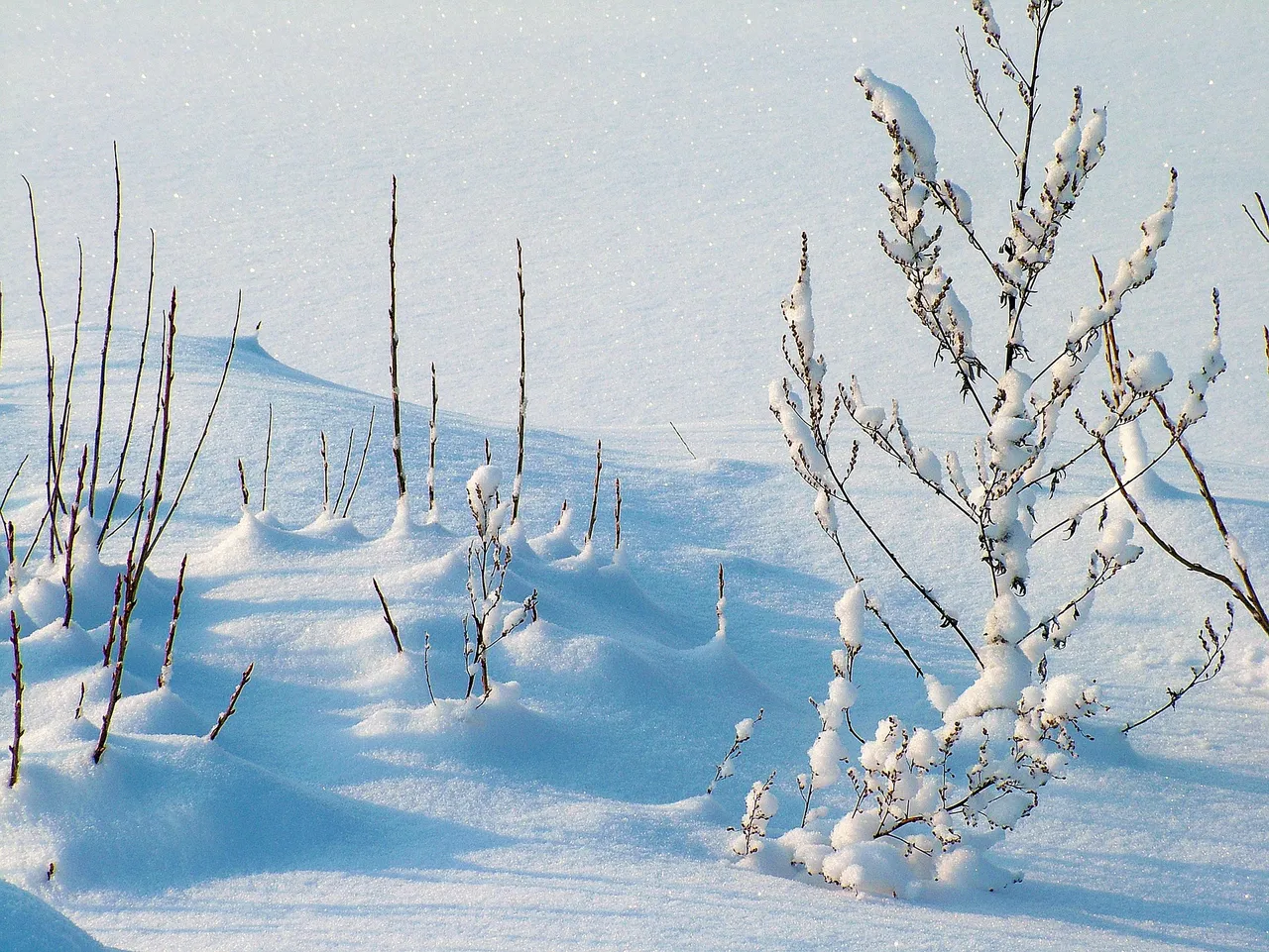 Nature Snow 005.jpg