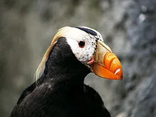 220px-Puffin_Mrkoww.jpg