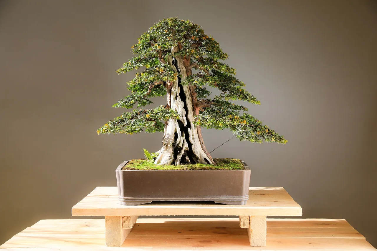bonsai-3125720_1920.jpg