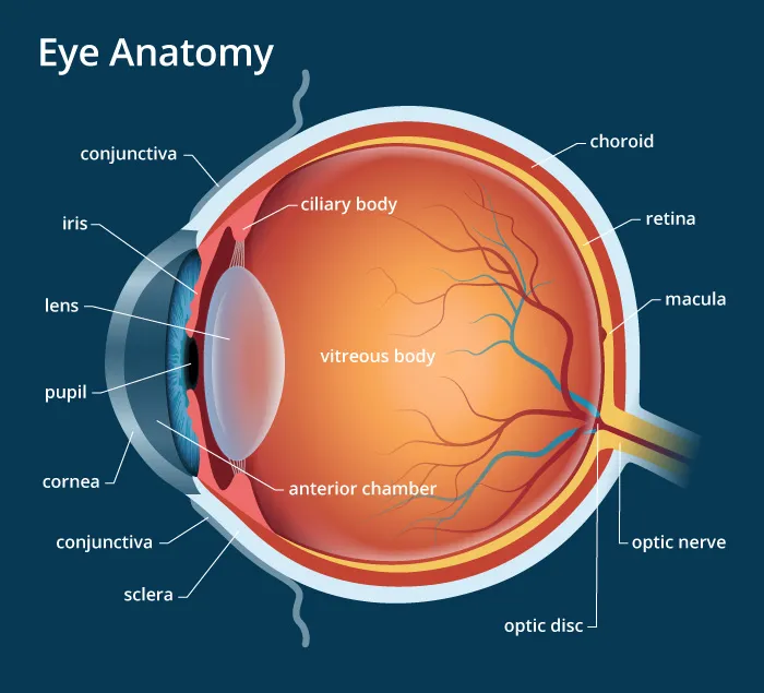 eye-anatomy-700x635.jpg