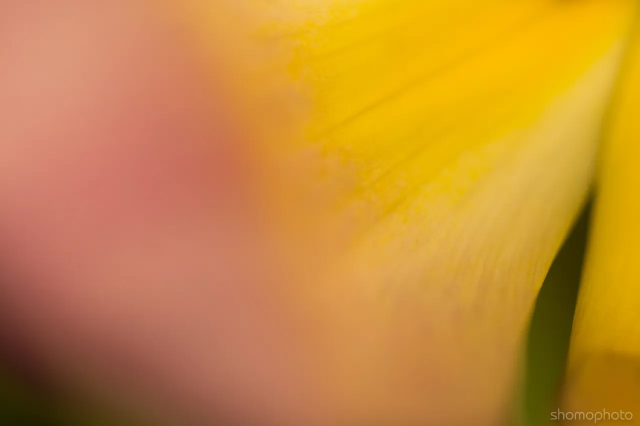 pink-tulips-macro-8.jpg