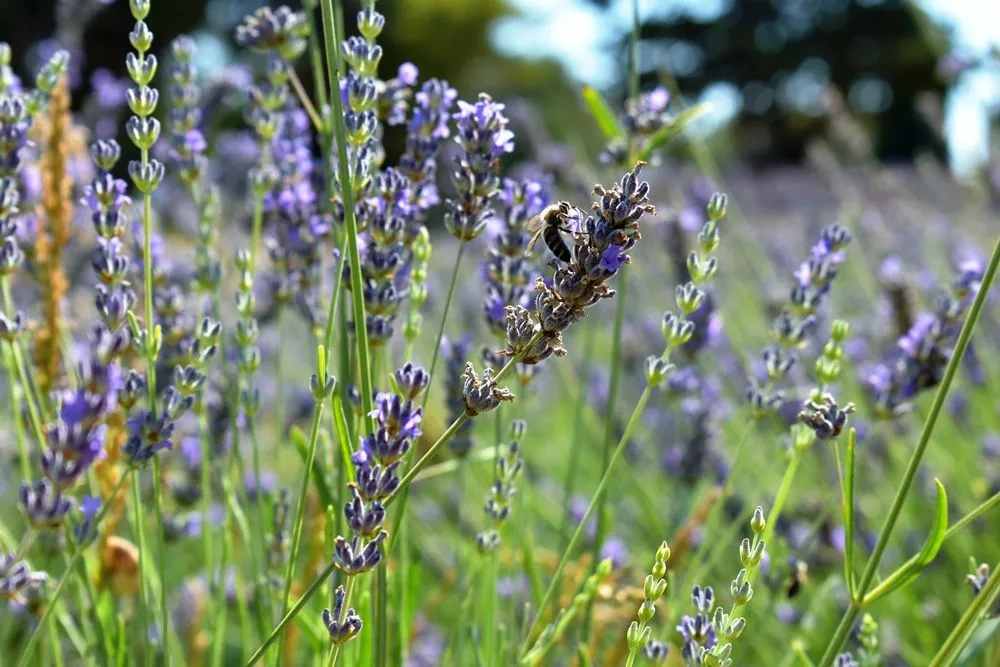 purple wild flo.JPG
