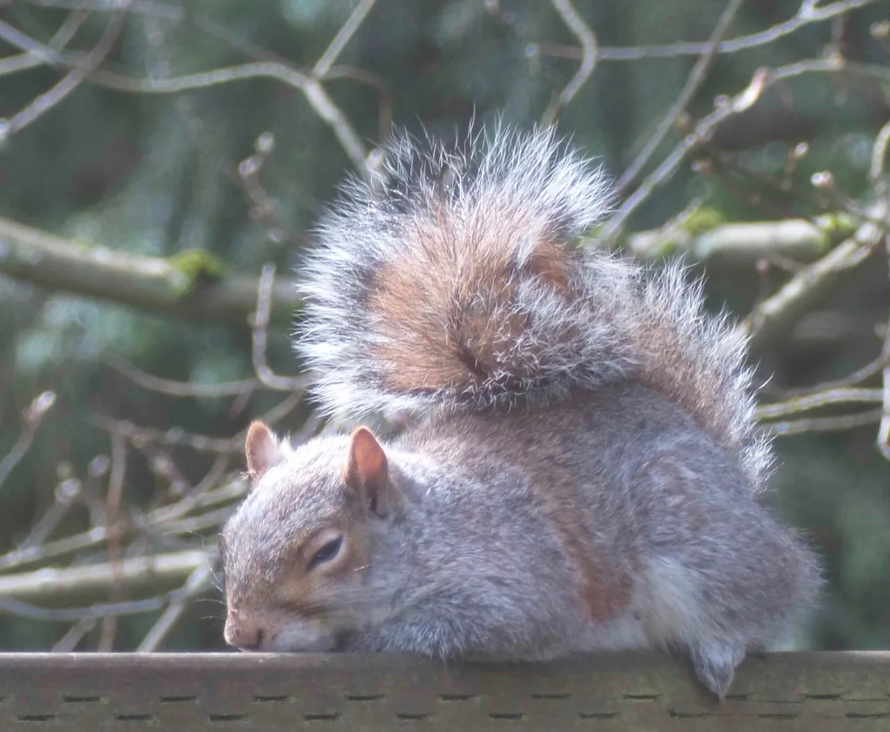 dreaming of sitting in the sun like my friend the squirrel.