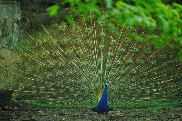 peacock-2538889_640.jpg