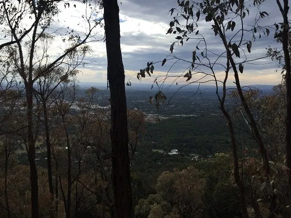 city and forest.jpg