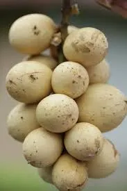 1. BUAH LANGSAT.jpg