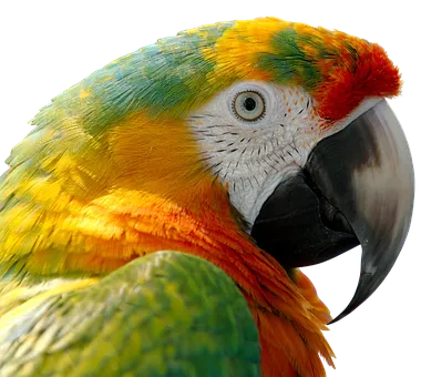 parrot-3064137__340.png